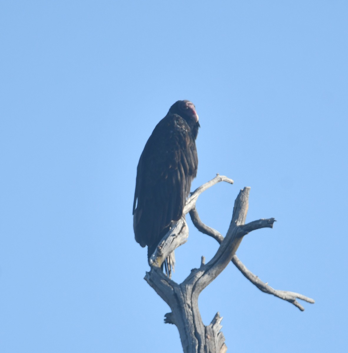 Turkey Vulture - ML612059658