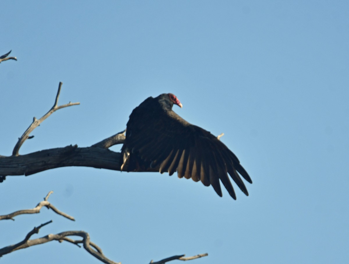 Turkey Vulture - ML612059725