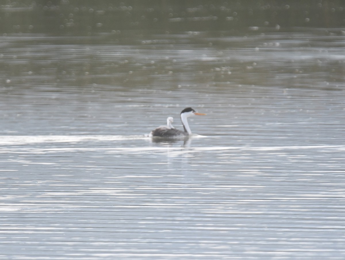 Clark's Grebe - ML612059899