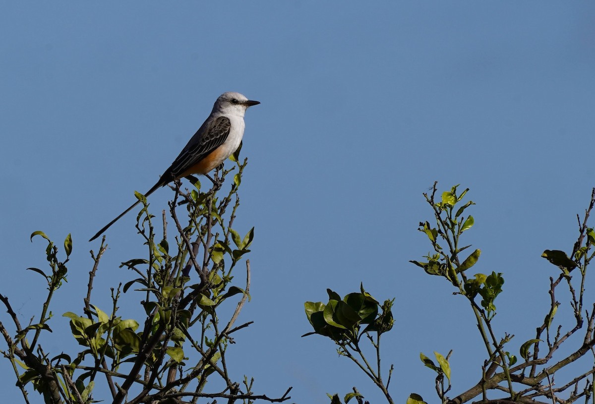 Scissor-tailed Flycatcher - ML612059918