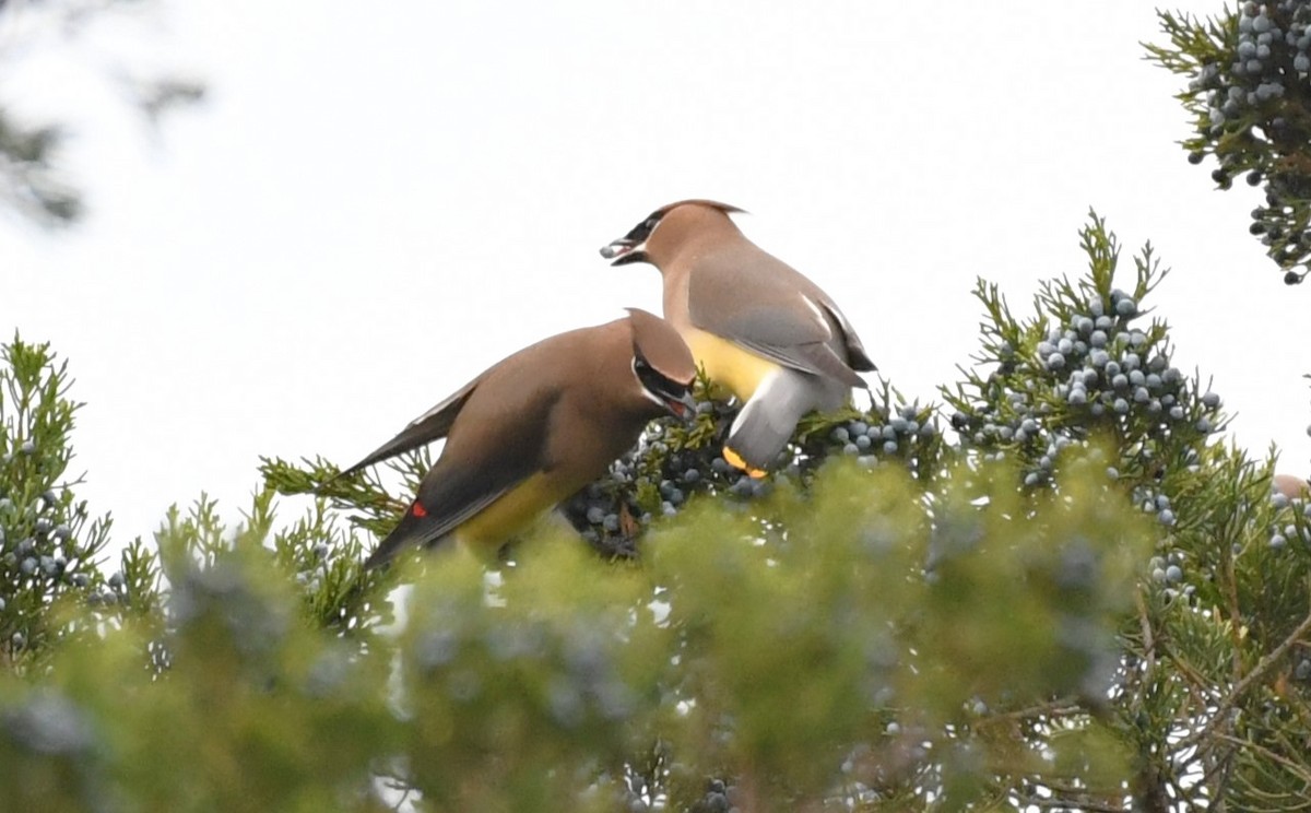 Cedar Waxwing - David True