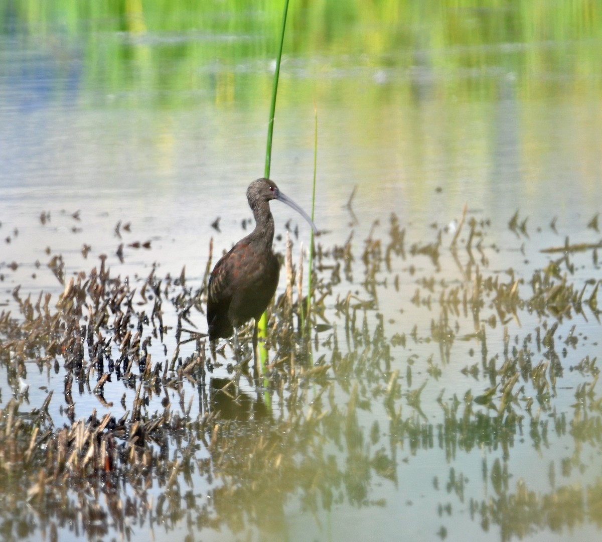 White-faced Ibis - ML612059977