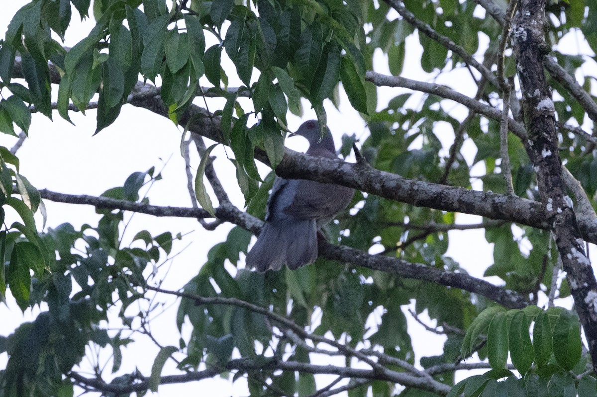 holub neotropický - ML612060044