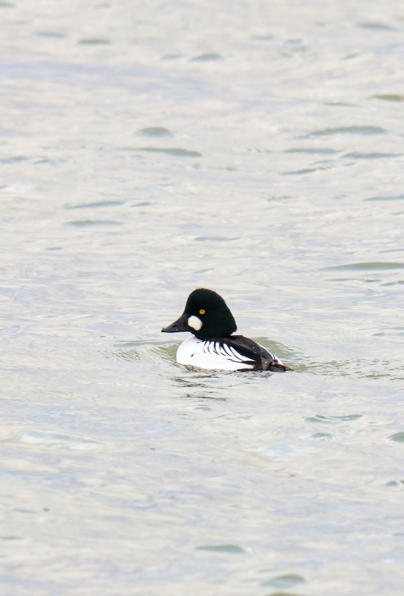 Common Goldeneye - ML612060058