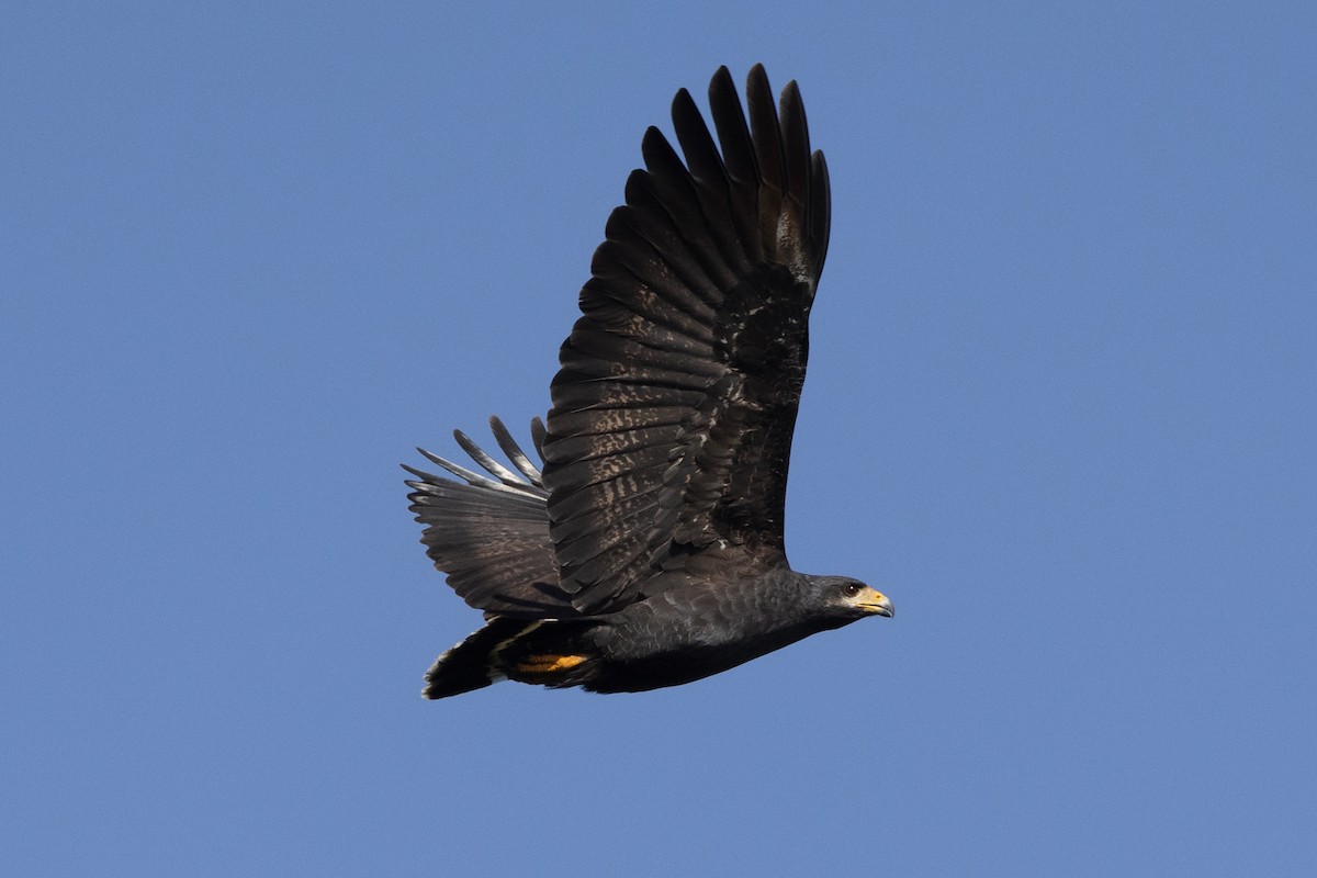 káně tmavá - ML612060089