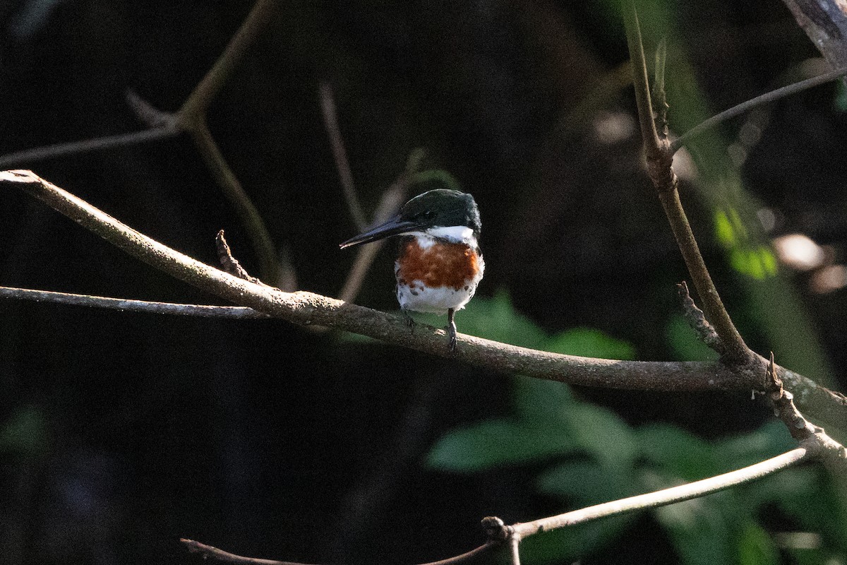 rybařík zelený - ML612060125