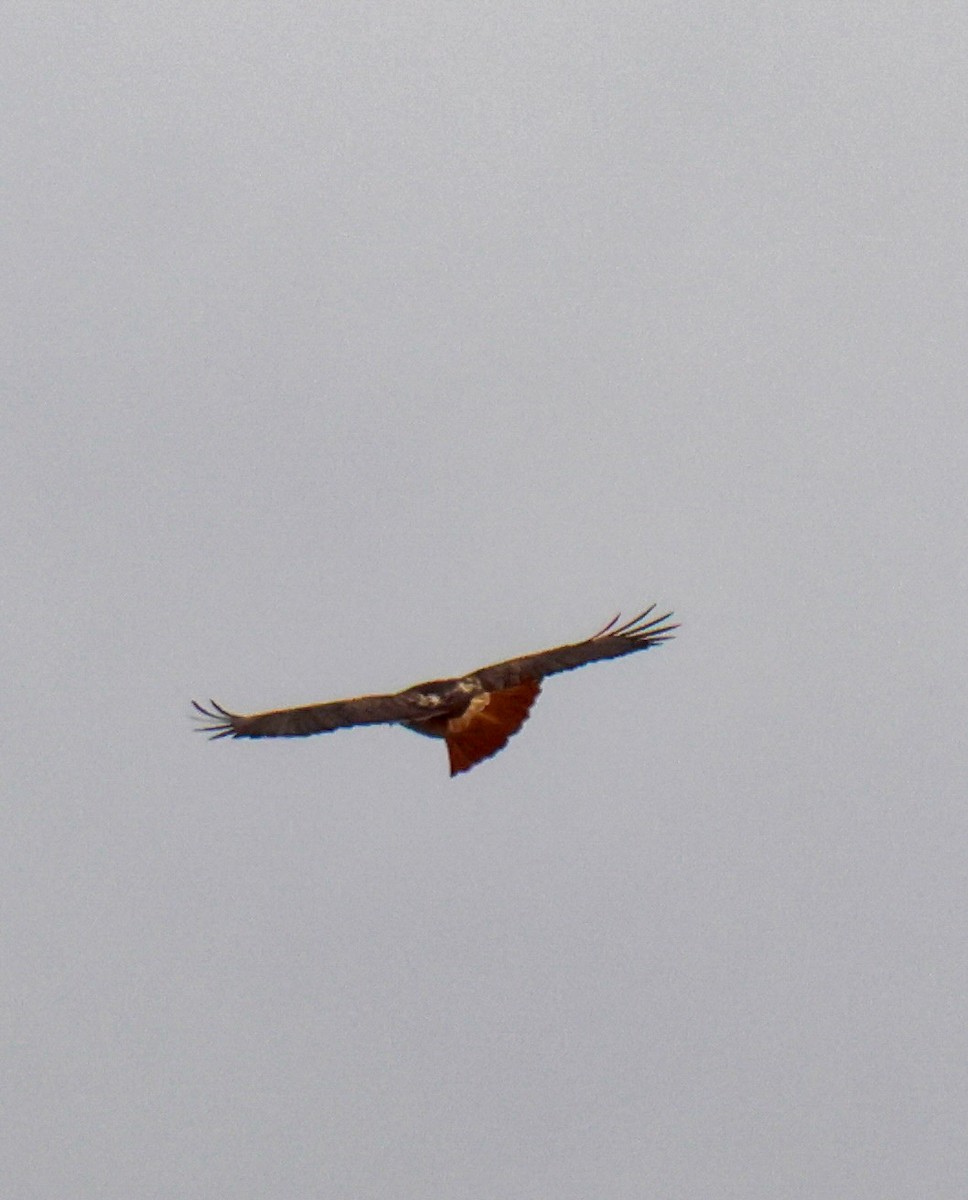 Red-tailed Hawk - ML612060140