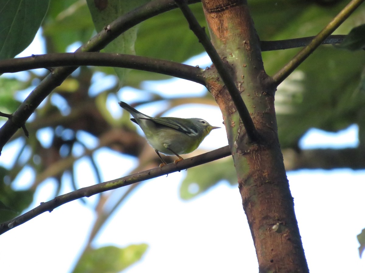 Northern Parula - ML612060315