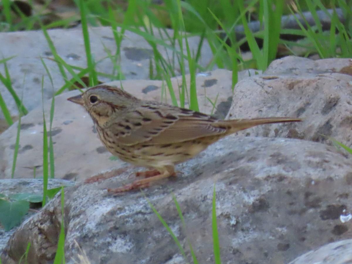 Lincoln's Sparrow - Diane Durham