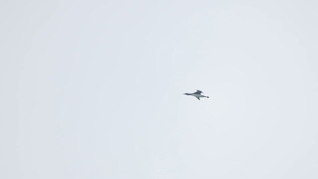 Plongeon catmarin - ML612060451