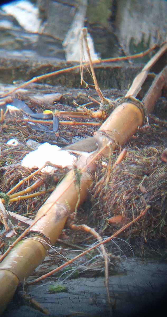 Spotted Sandpiper - ML612060463