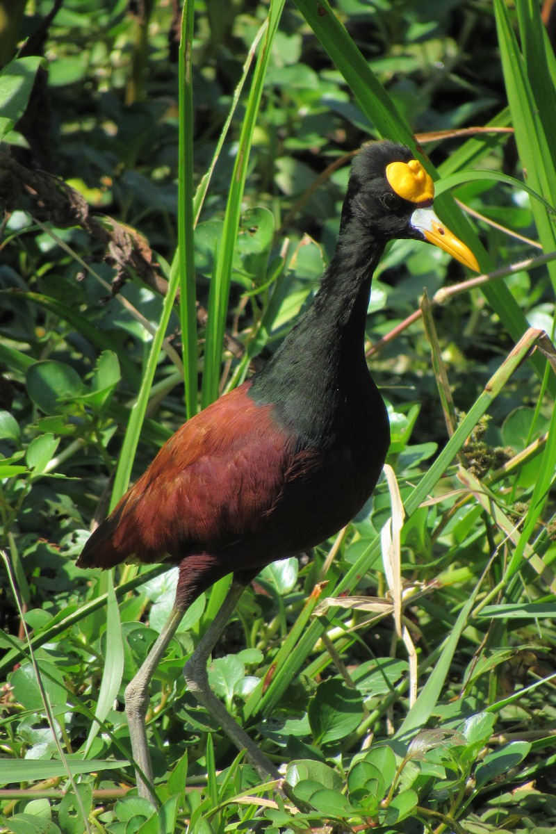 Northern Jacana - ML612060492