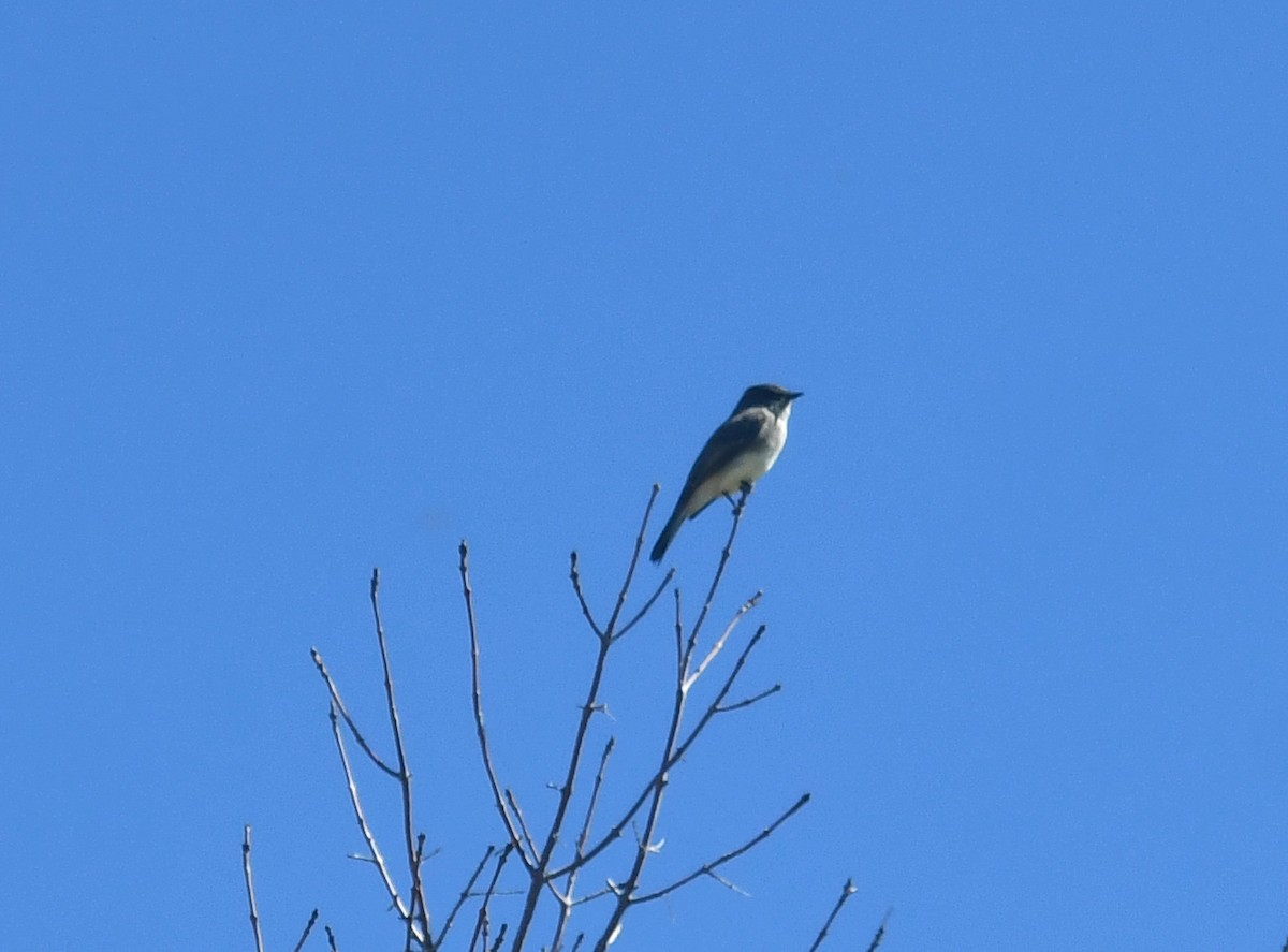 Eastern Kingbird - ML612060541