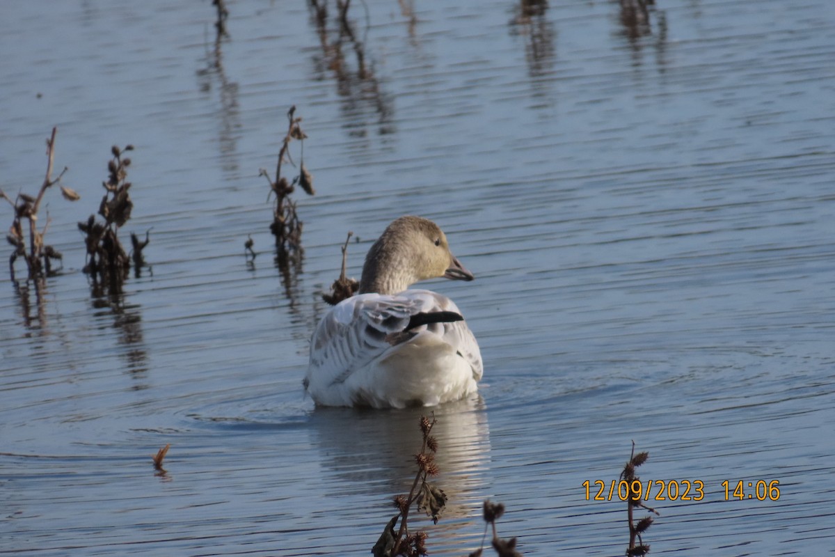 Snow Goose - Jim Rowoth