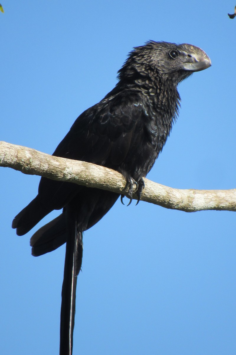 Smooth-billed Ani - ML612060620