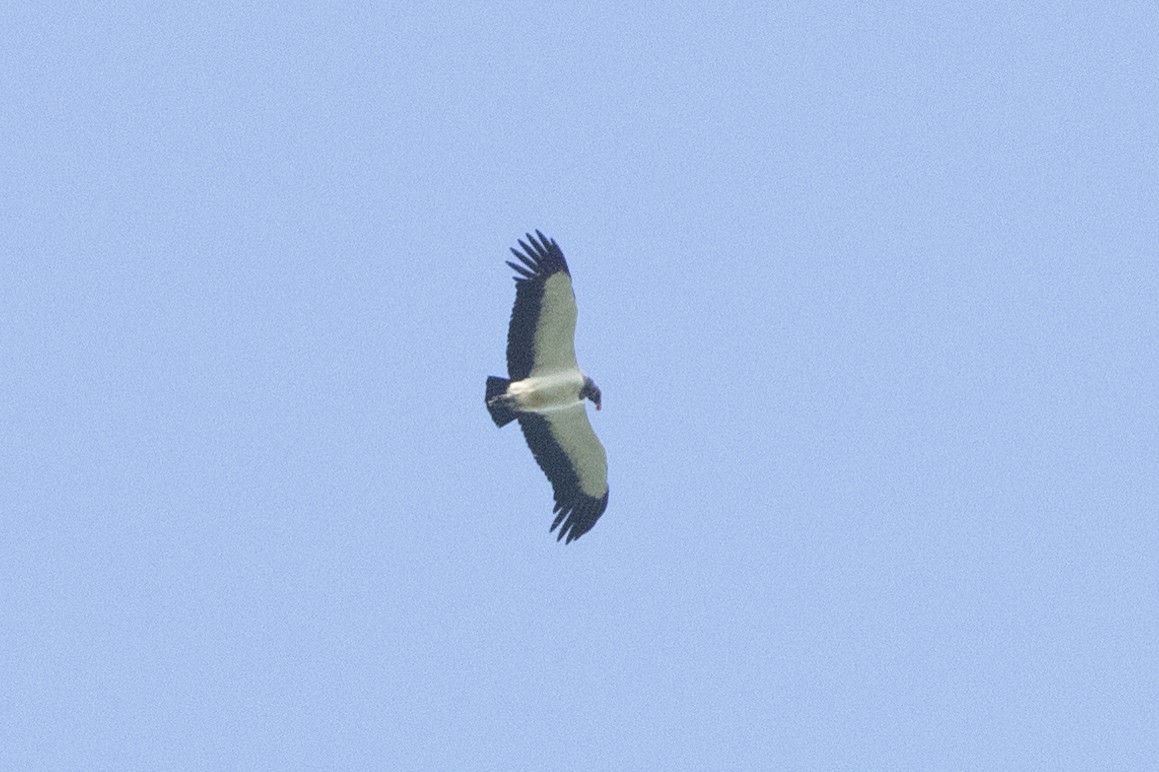 kondor královský - ML612060633