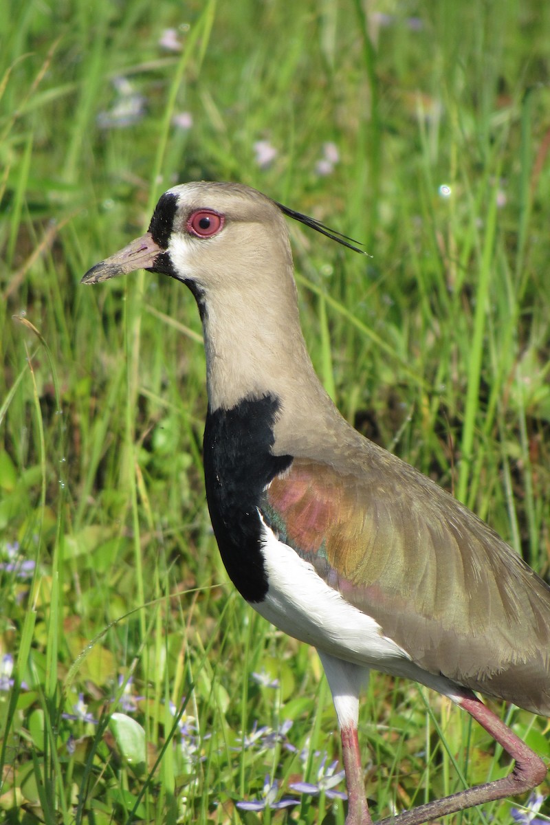 Southern Lapwing - ML612060680