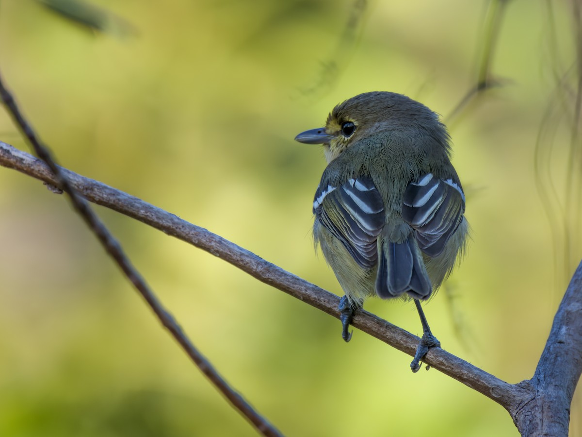 Thick-billed Vireo - ML612060784