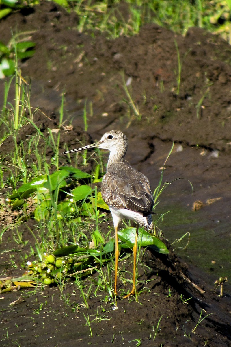 Greater Yellowlegs - ML612060786