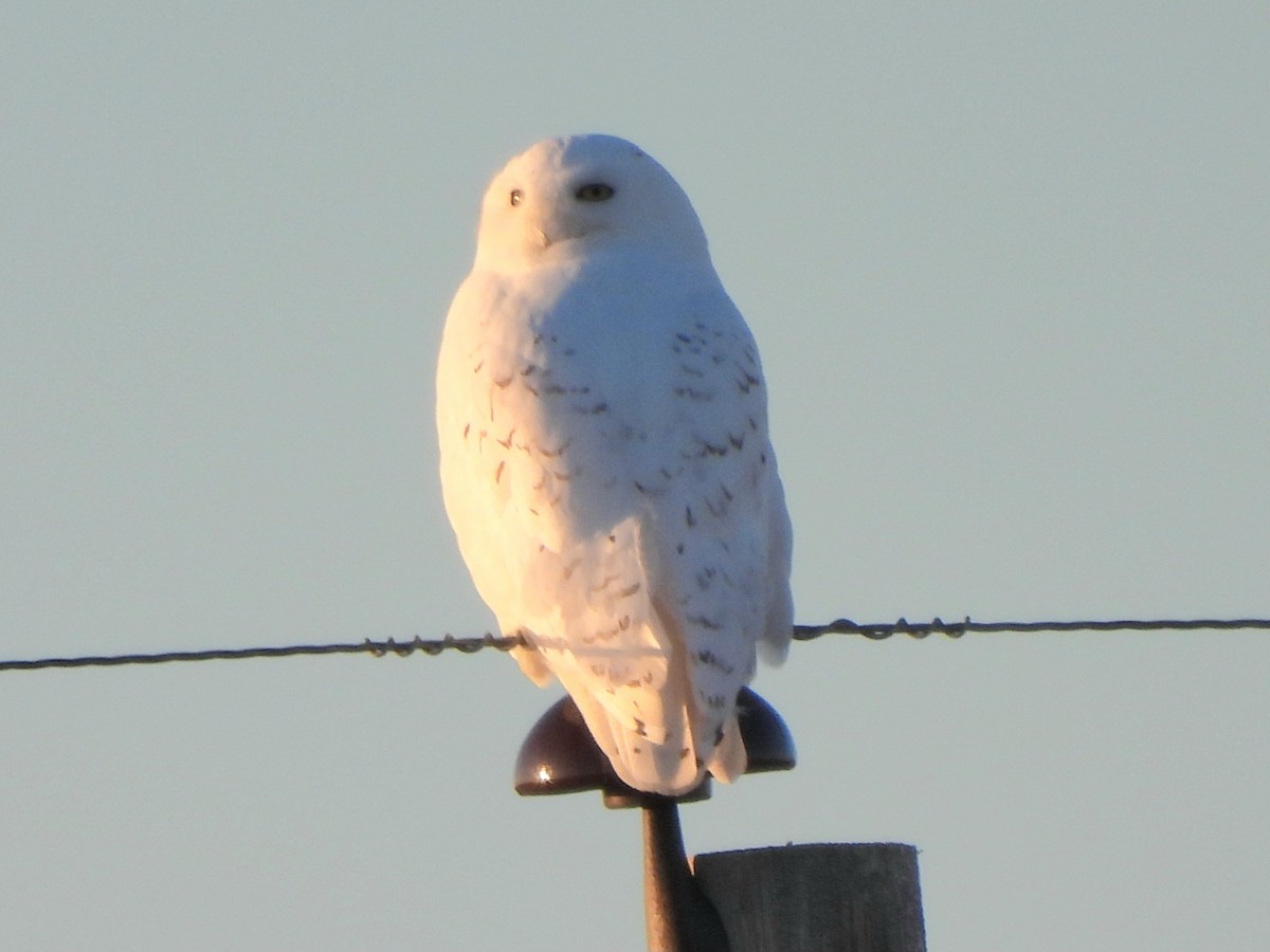 Snowy Owl - ML612060868