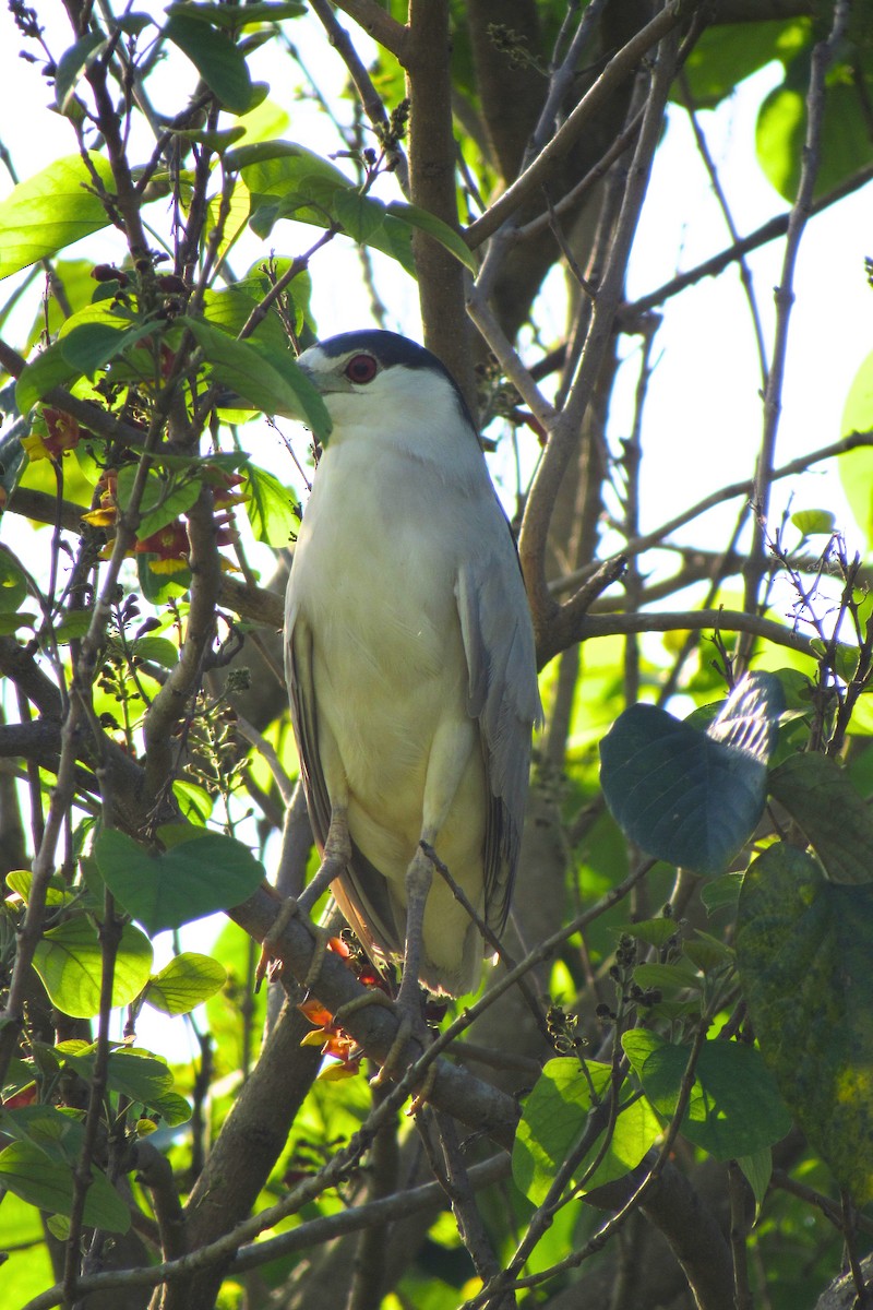 Black-crowned Night Heron - ML612060893