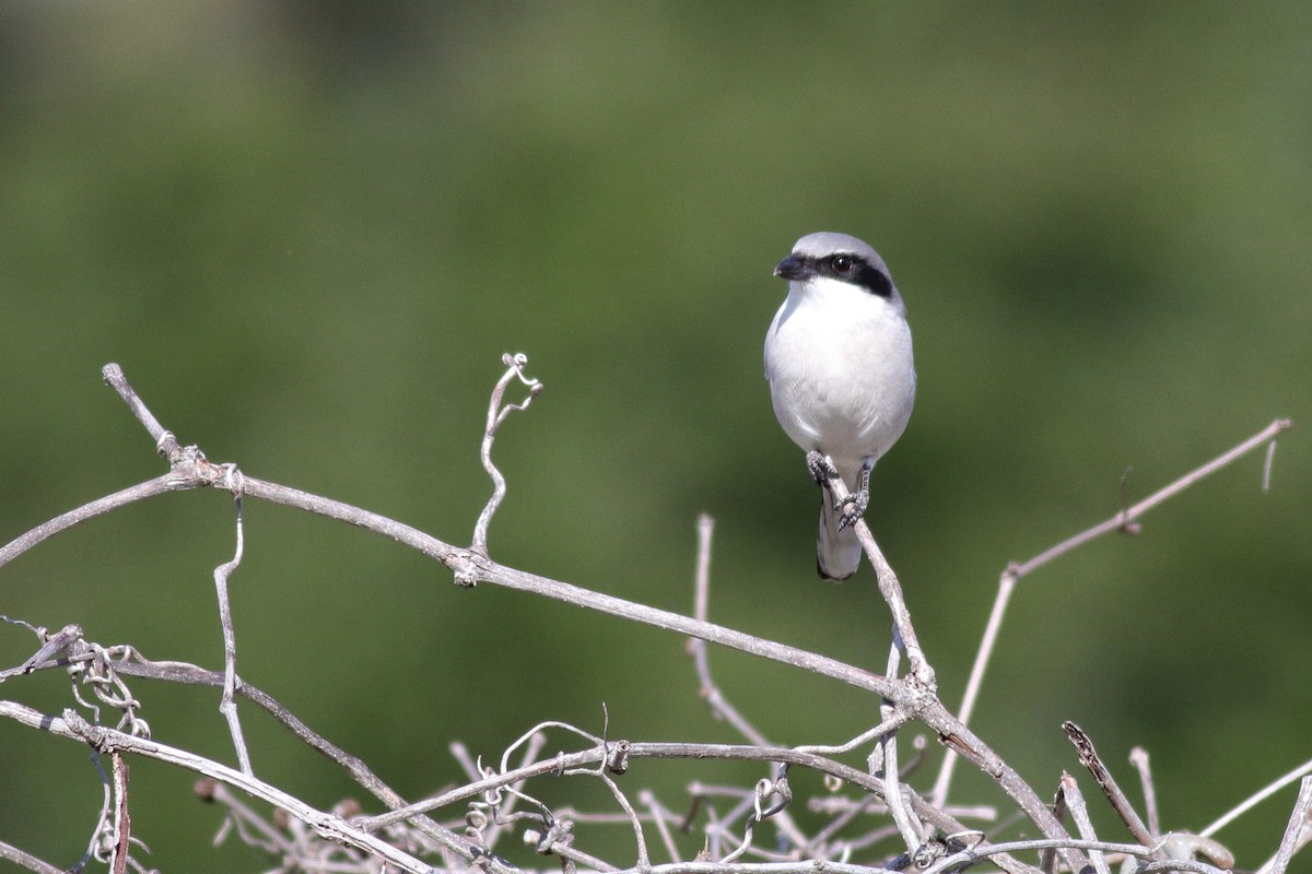 Pie-grièche migratrice - ML612060908