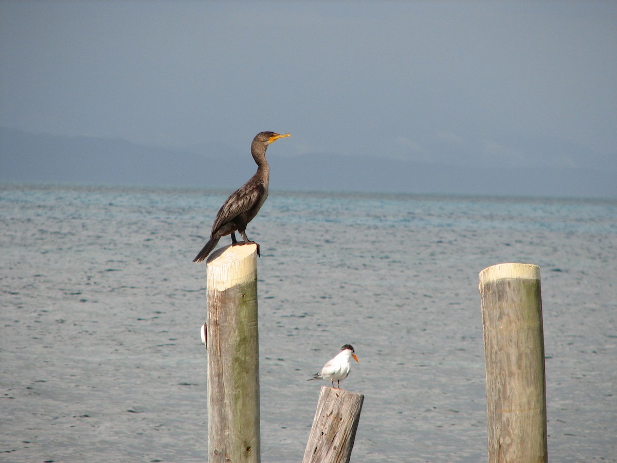 Cormoran à aigrettes - ML612060954