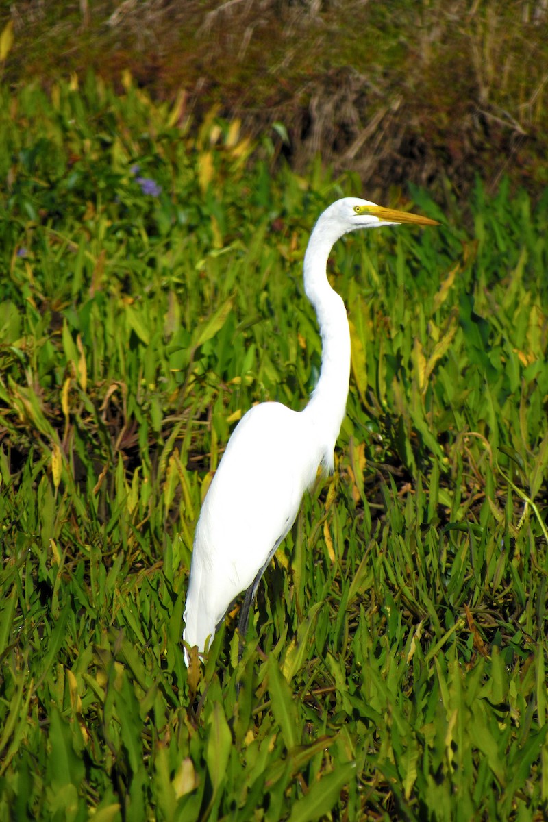 Great Egret - Aneth Pérez