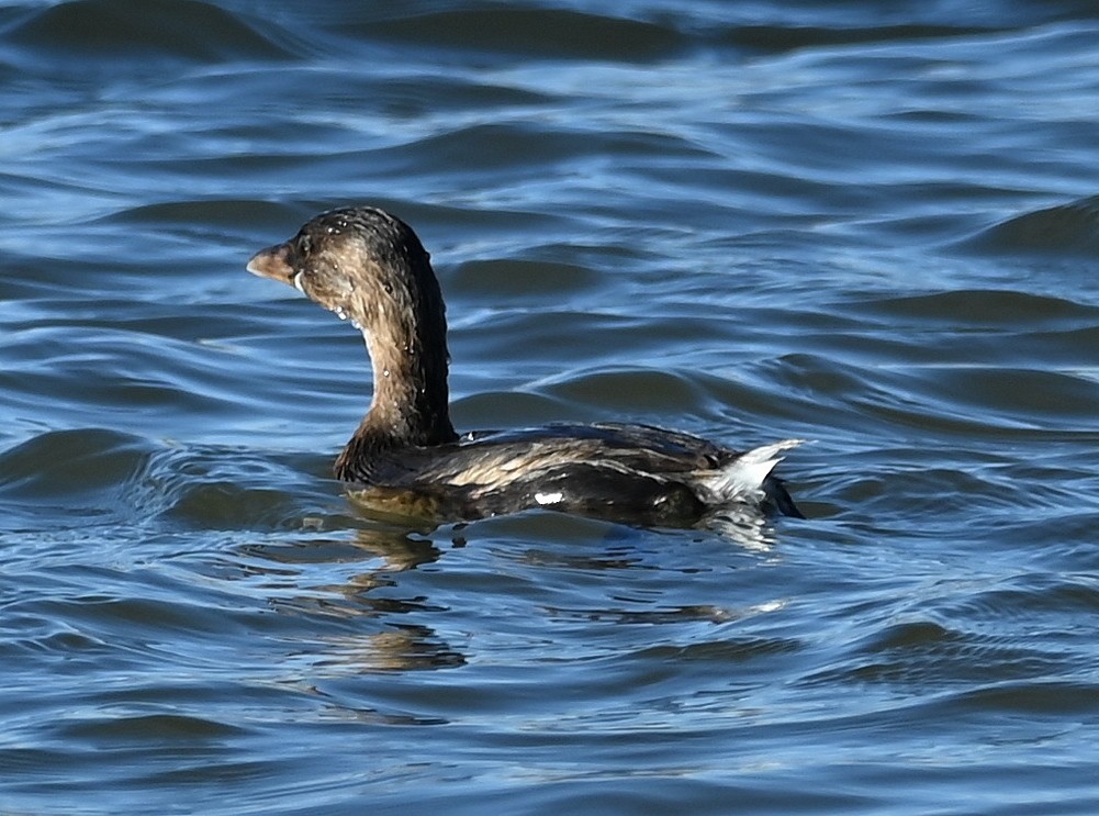 Pied-billed Grebe - Steve Davis