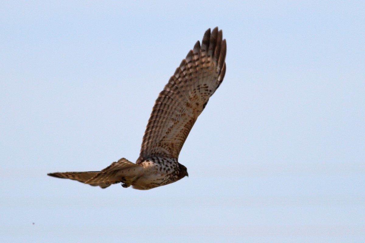 Red-shouldered Hawk - ML612061105