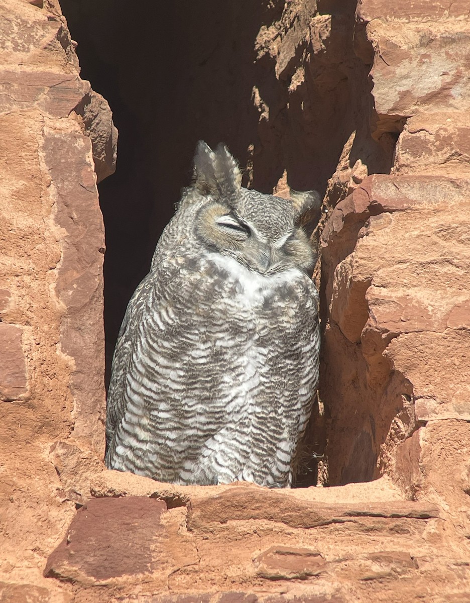 Great Horned Owl - ML612061120