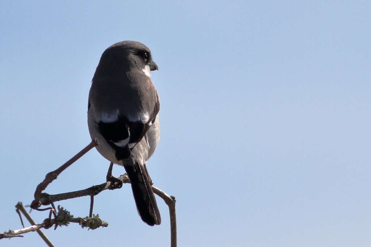 Loggerhead Shrike - ML612061161