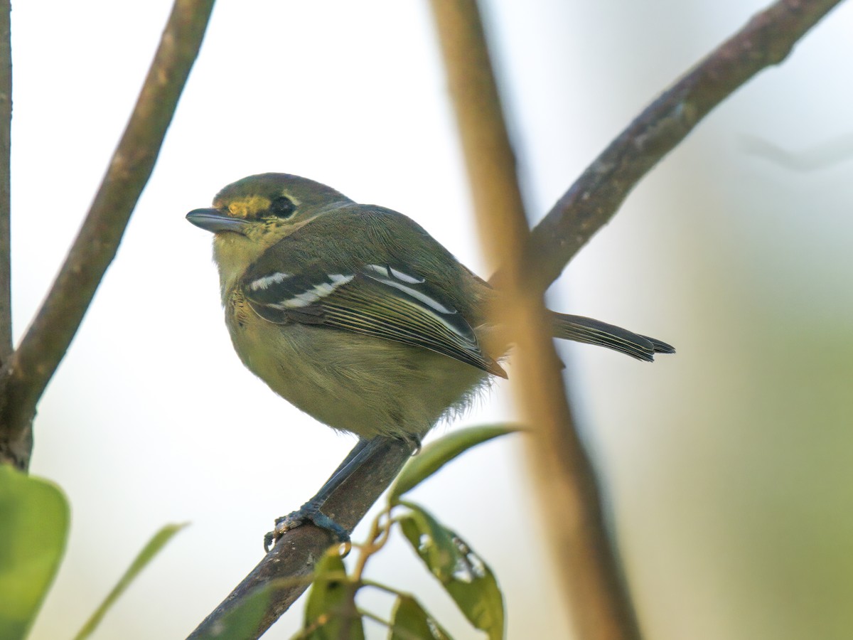 Thick-billed Vireo - ML612061218