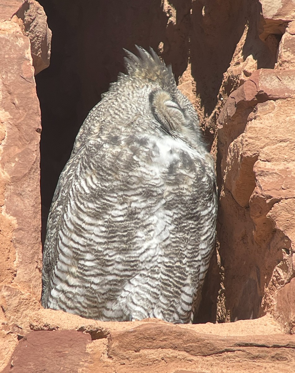 Great Horned Owl - ML612061222