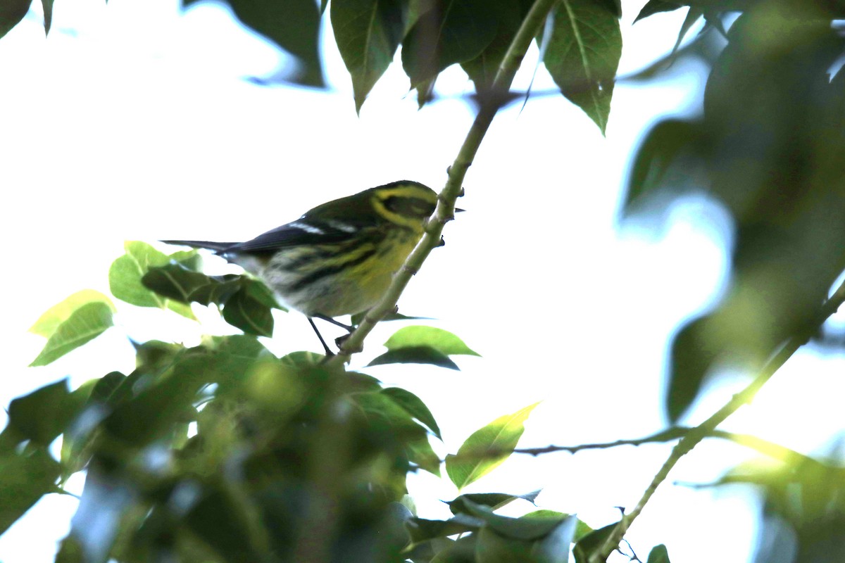 Townsend's Warbler - ML612061254