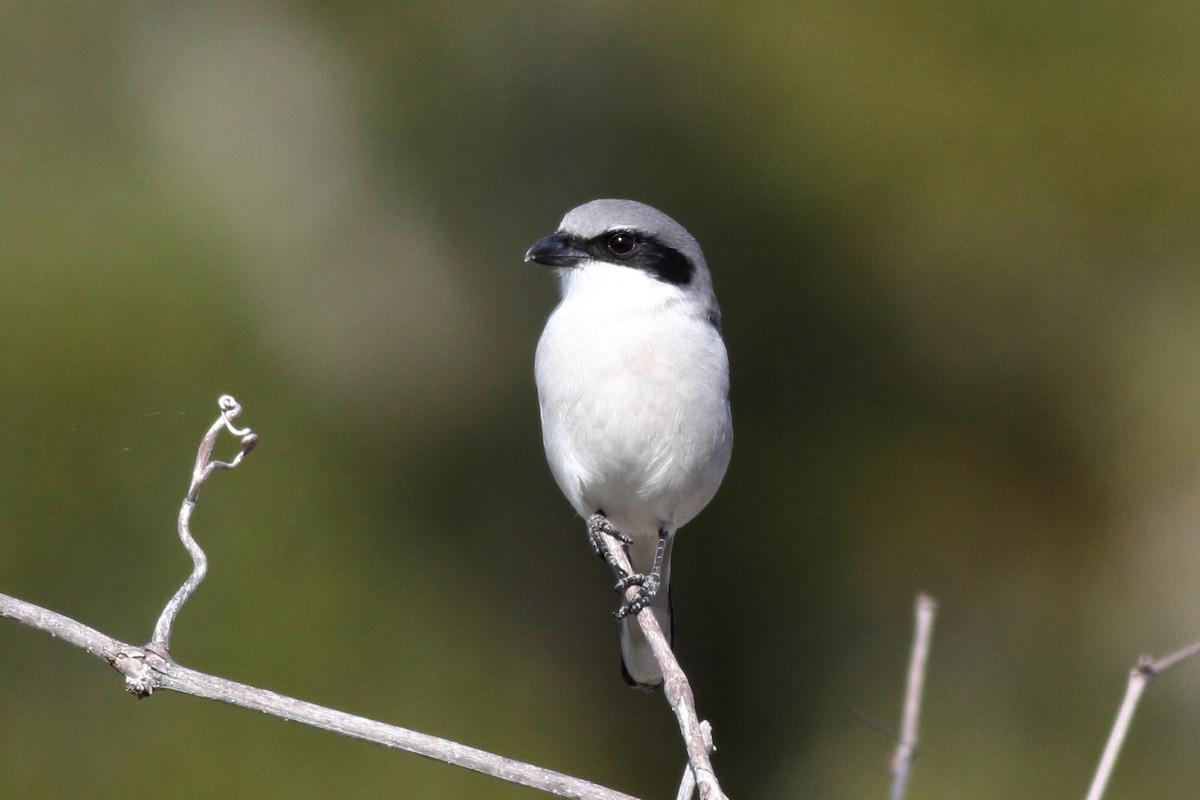 Loggerhead Shrike - ML612061277