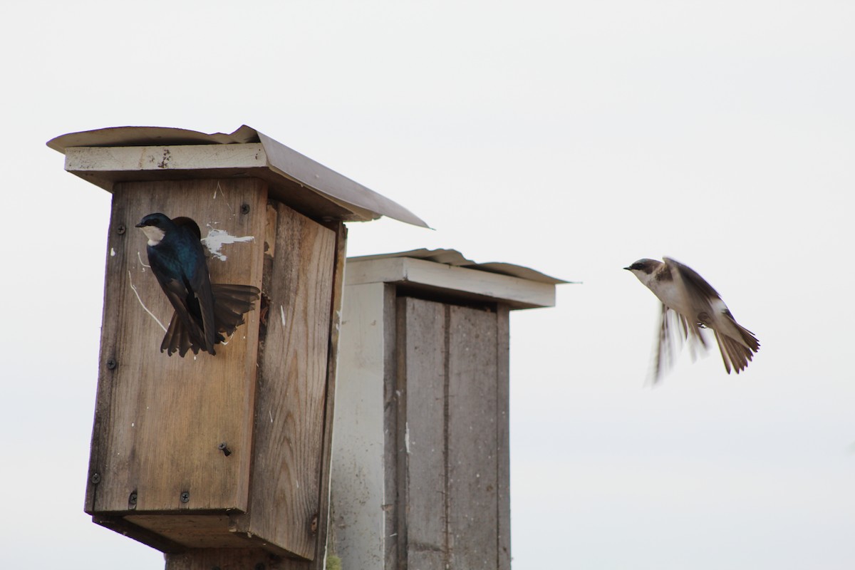 Tree Swallow - ML612061328