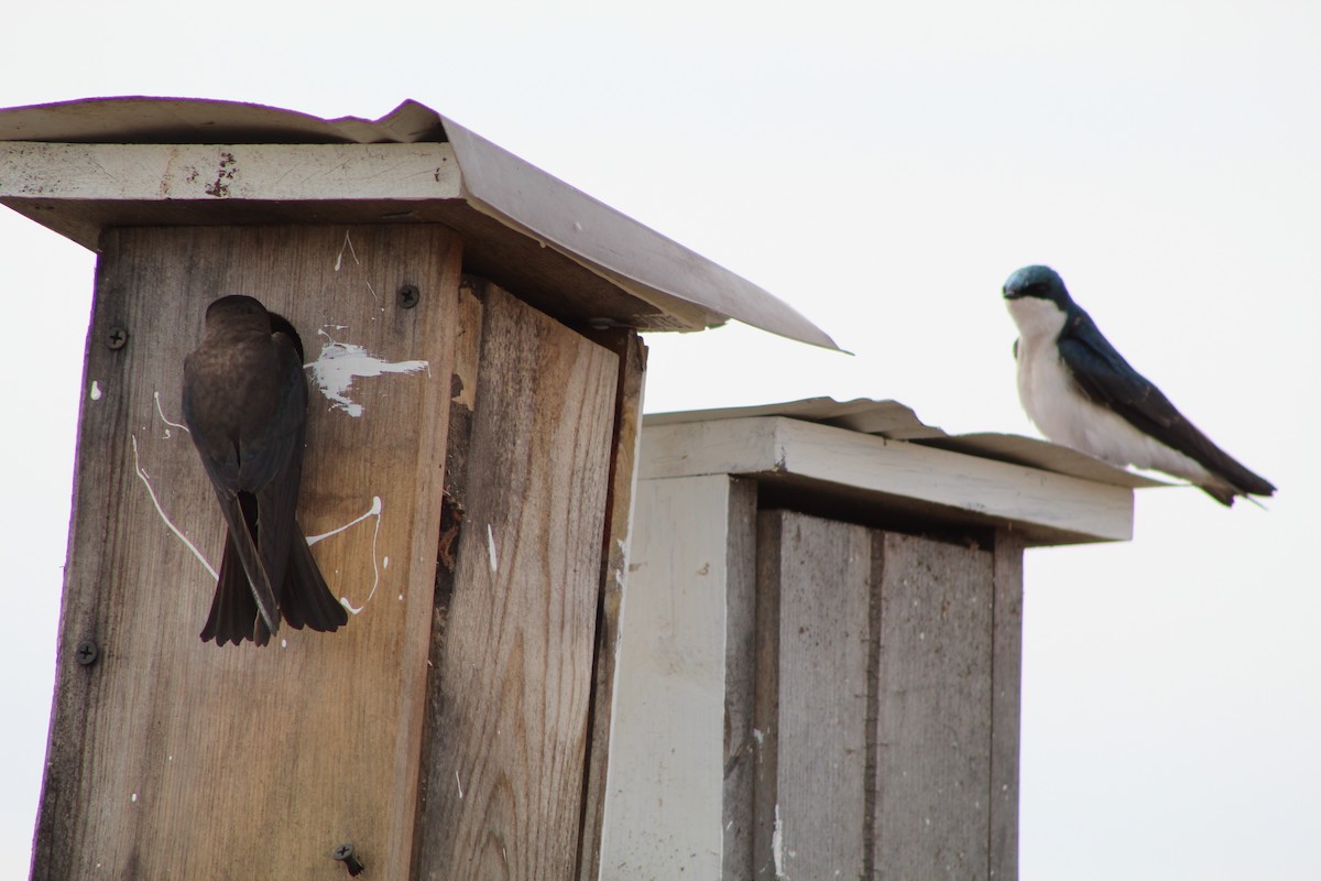 Tree Swallow - Bruce Bacon