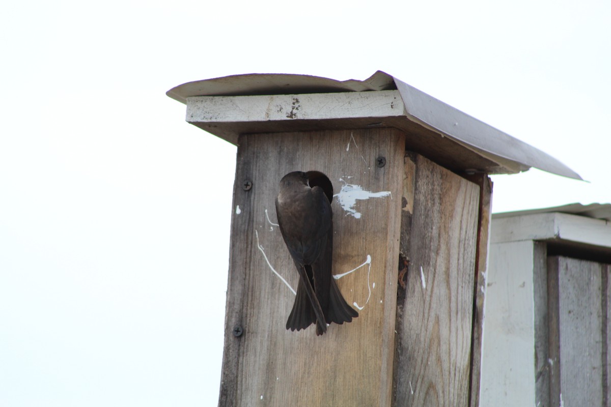 Tree Swallow - Bruce Bacon