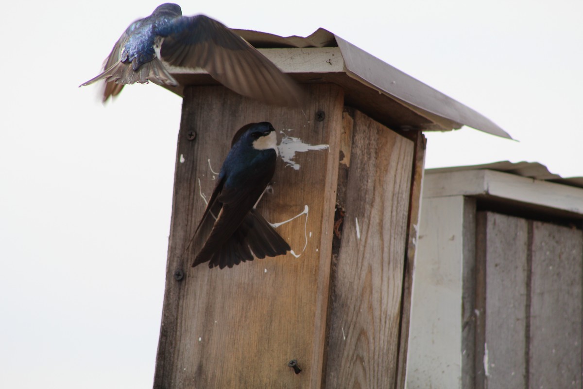 Tree Swallow - ML612061367