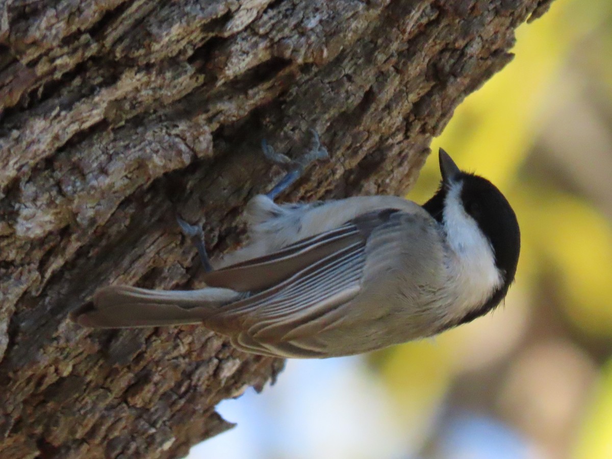 Carolina Chickadee - ML612061374