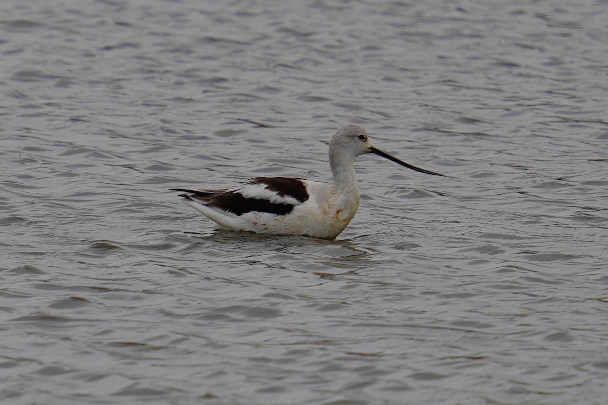 American Avocet - ML612061399