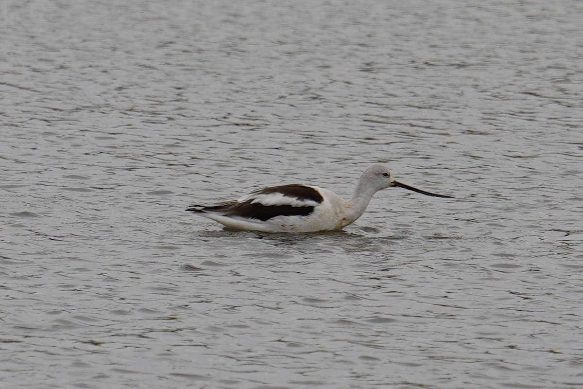 American Avocet - ML612061400