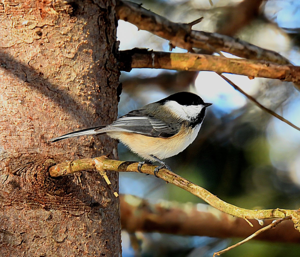 Black-capped Chickadee - ML612061401