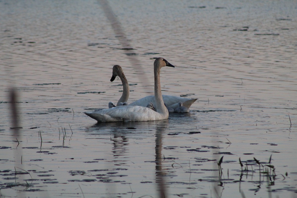 Trumpeter Swan - Bruce Bacon