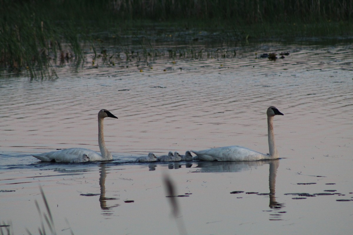 Trumpeter Swan - Bruce Bacon