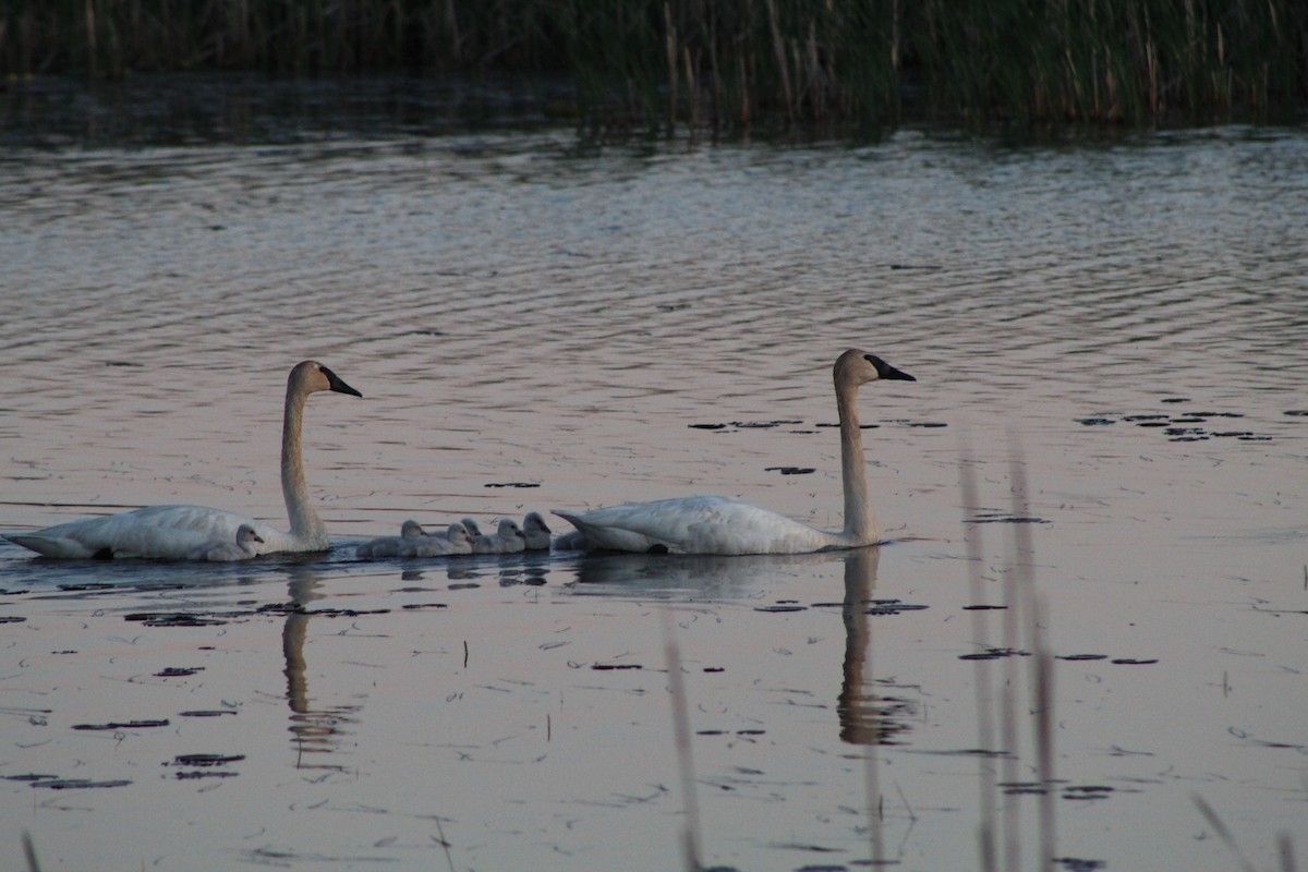 Trumpeter Swan - Bruce Bacon