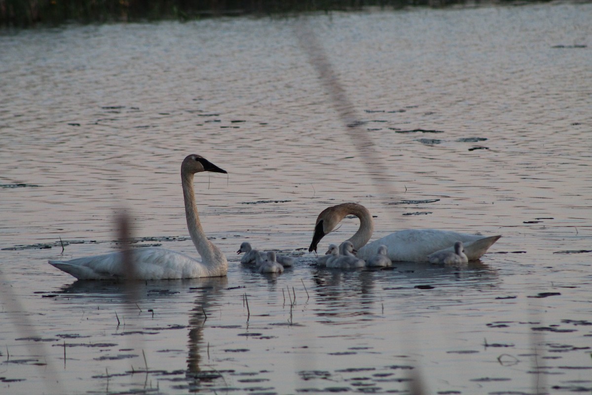 Trumpeter Swan - ML612061507