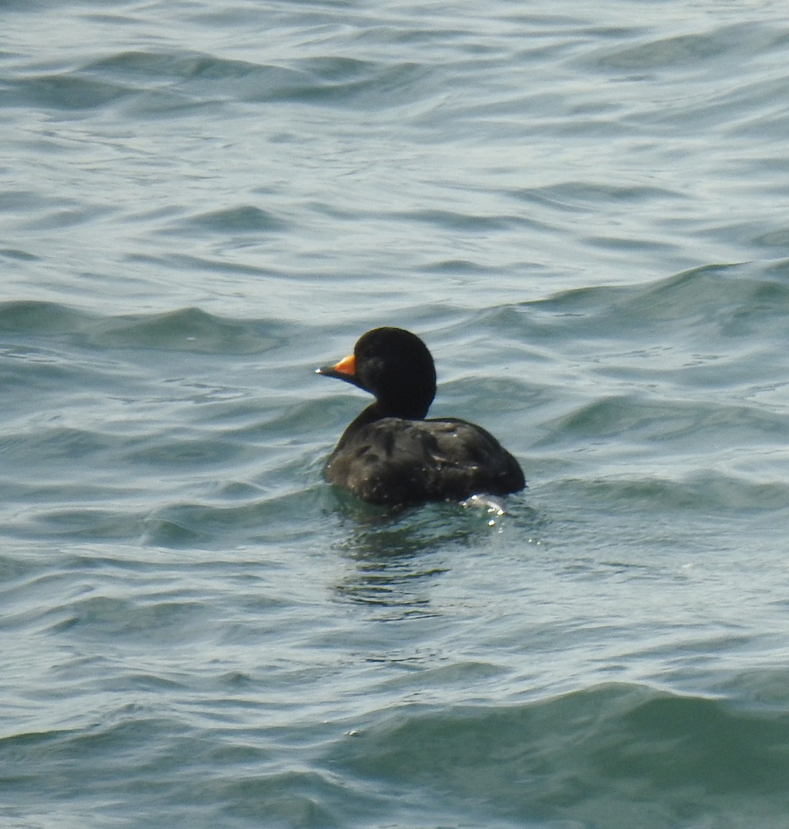 Black Scoter - Justin Harris