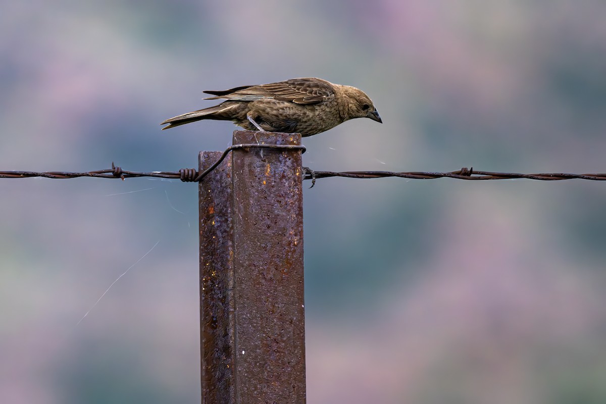 Brown-headed Cowbird - Bob Church